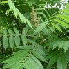 山西地區(qū)供應(yīng)1-10公分臭椿·1-10公分臭椿價格產(chǎn)地詳情