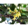 10公分桂花、高桿精品桂花、湖南桂花價格、基地價格直銷