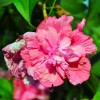 紅花木槿 雜花木槿 獨桿叢生