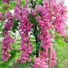 求購3公分香花槐