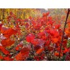 求購紅葉楊、黃連木