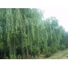 求購(gòu)：青垂柳