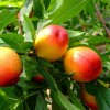 求購(gòu)嫁接水蜜桃5公分