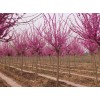 求購(gòu)6-8cm巨紫荊300棵