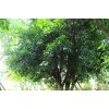 求購：小葉榕