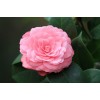 供應廣西茶花、茶花*新價格
