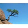 現(xiàn)有產(chǎn)品華山松1—5米約10萬(wàn)余株，1—4米的白皮松5萬(wàn)多株