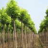 求購13公分4級白蠟