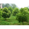天竺桂質(zhì)量要求:胸徑1.2米開量20公分，必須是移栽苗