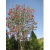 求購：香花槐