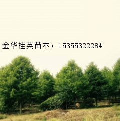 樂昌含笑.3