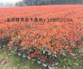 紅葉石楠大杯1
