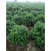無刺枸骨球價格 浙江P30-300枸骨球價格 金華枸骨大杯苗