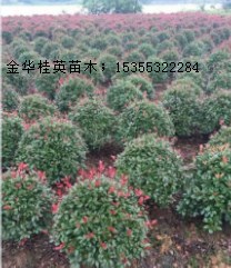 紅葉石楠球1