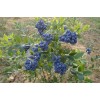 求購3年藍莓苗