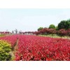 求購70公分高的紅葉石楠