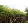 求購15分鐵刀木假植苗80棵