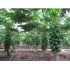 求購木瓜樹11到13公分