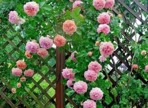 愿你有個(gè)小院 · 繁花爬過(guò)籬笆 (37)