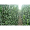 求購：北海道黃楊，1.5米高度