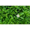 求購：（球形）1.7米高非洲茉莉