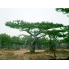 求購：高三米以上油松600棵
