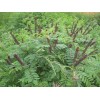 求購：紫穗槐50公分高的3000棵