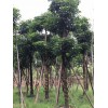 求購：（珠三角附近）假植苗秋楓