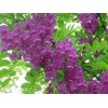 求購香花槐高嫁接的7公分8公分