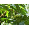 求購：7公分的無患子