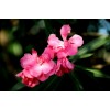 求購紅花夾竹桃1.8米高度，3叉以上
