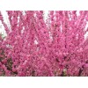 求購紅葉榆葉梅條500斤