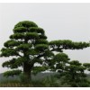 求購羅漢松