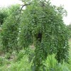 求購5公分垂槐，要求3年以上冠，量大