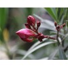 求購柳葉桃，冠幅1米以上