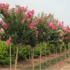 求購百日紅12公分15公分