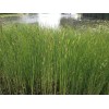 求購(gòu)水生植物，有貨提前聯(lián)系，武漢。
