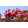 急求購米徑50公分原生大紅紫薇