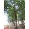求購:樸樹22公分