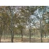 求購：胸徑12-14公分紅櫸