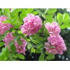 求購10公分嫁接的香花槐，紅葉楊
