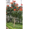 求購(gòu)火焰木12分，冠2.5---3米