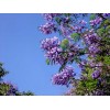 求購：藍花楹米徑20公分