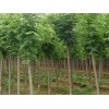 求購：胸徑24公分源生白蠟
