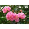 求購(gòu)木芙蓉80一1米高