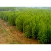 求購：側柏，冠幅80公分