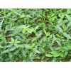 求購50高小葉扶芳藤