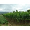 求購24公分藍花楹