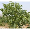 求購3~5公分核桃樹