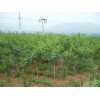 求購黃櫨：足4公分，生長健壯無病蟲害